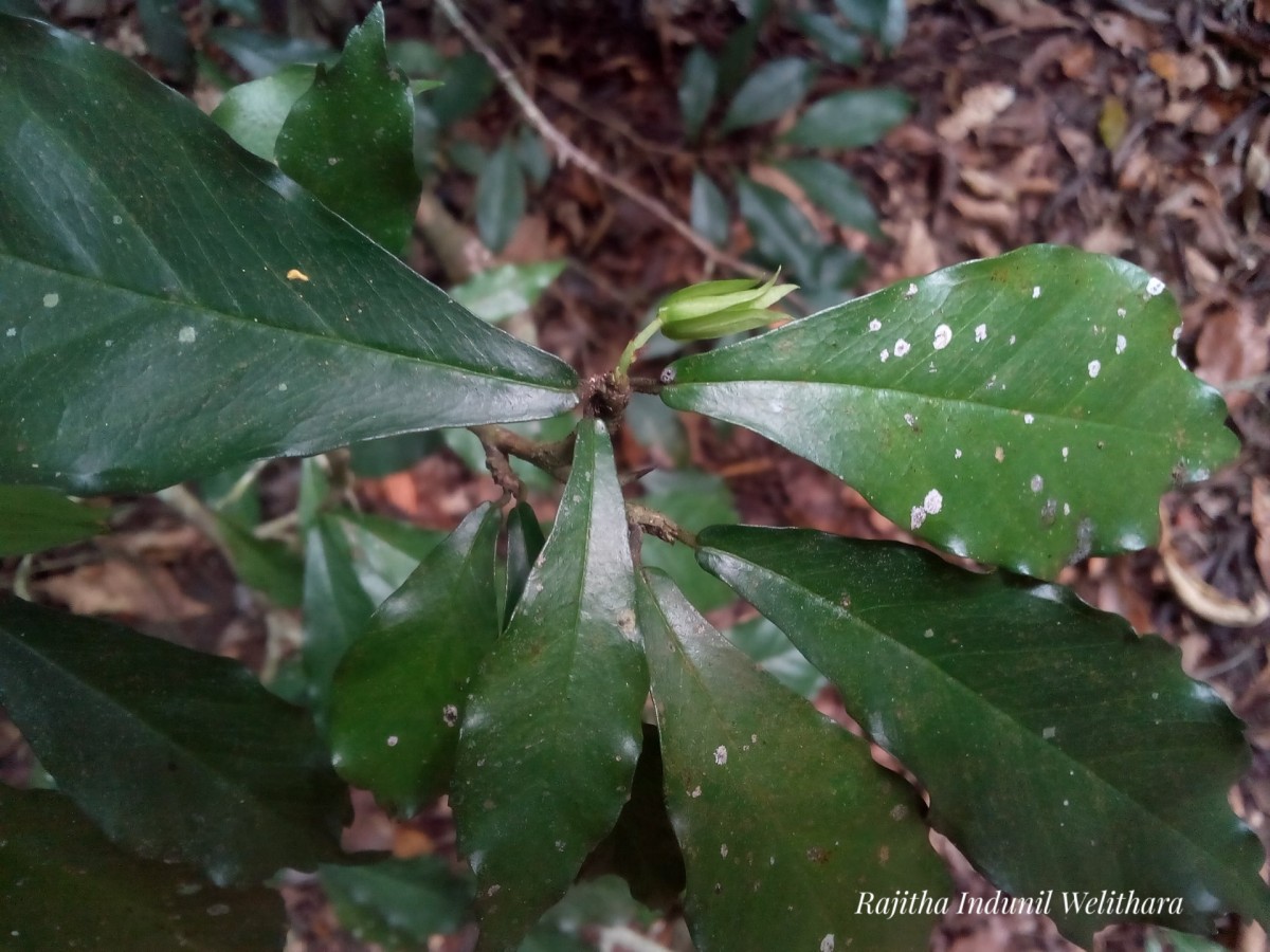 Streblus taxoides (B.Heyne) Kurz